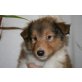 Collies von Dalila, Collie Welpen - Hündin