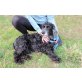 Collin  Englischer Cocker Spaniel , Englischer Cockerspaniel - Rüde