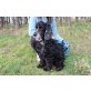 Collin, Englischer Cockerspaniel - Rüde