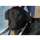 Coloma, bildschöner u. intelligenter Labrador Mix - Hündin
