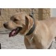 Colombo, freundlicher Labrador - Rüde