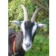 Colostrum von der Ziege