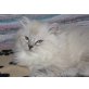 Colourpoint - Kater