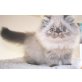 Colourpointperser, Perser - Kater