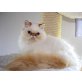 Colourpointperser von Laubenreut, Perser Colourpoint - Katze