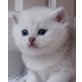 Columb, Britisch Kurzhaarkatze - Kater