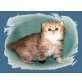 Comtessa vom Marchfeld, Perser Gold - Katze