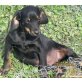 Conan, Aktiver Conan sucht liebevolle Familie Welpen - Rüde