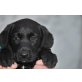 Concha, Labrador Welpen - Hündin