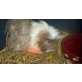 Conchita, Meerschweinchen - weiblich