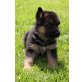Condor von der Kapellenhöhe, Deutscher Schäferhund - Rüde