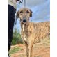 Congo, Spanischer Windhund - Rüde