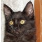 Connor, schwarzer - Kater