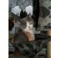 Conny, Britisch Kurzhaarkatze - Katze