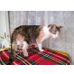 Conny - Katze