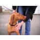 Conny, Magyar Vizsla - Hündin