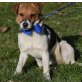 Conor kleiner Welpe wünscht sich ein Zuhause, Jack-Russell-Terrier Welpen - Rüde