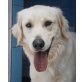 Conrad, Golden Retriever-Mix - Rüde