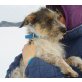 Constanza, Terrier-Mix - Hündin