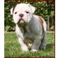 Continental Bulldog Welpen - Hündin