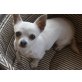 Cooki, Chihuahua kurzhaariger Schlag - Hündin