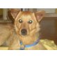 Cookie 6, Terrier-Pinscher-Mischlingsrüde - Rüde