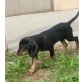 Cookie, Beagle-Segugio Mix Welpen - Hündin