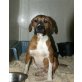 Cookie, Boxer - Rüde