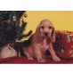 Cookie, Englischer Cockerspaniel Welpen - Rüde