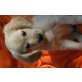 Cookie, Golden Retriever, Spaniel und Spitz Welpen - Hündin