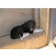 Cookie, Griechischer Mix - Rüde
