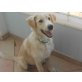 Cookie, Labradormischling - Rüde