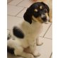 Cookie, Mischling Welpen - Hündin