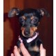 Cookie, Zwergpinscher - Hündin