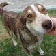Cookie, sucht sicheres, liebevolles Zuhause - Rüde