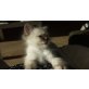 Cookie und Muffin, Heilige Birma - Kater