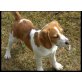Cooky, Beagle Welpen - Hündin