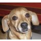 Cooky, Pinscher-Dackel-Mischlingshündin - Hündin