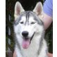 Cool Icebreaker of Snow Mountain`s, Siberian Husky - Rüde