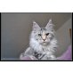 Cool Motion Jil + Laura, Maine Coon - Katze