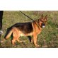 Cool  älterer Schäferhund , Deutscher Schäferhund - Rüde