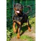 Cooler, Rottweiler - Rüde