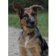 Cooper, Aussie-Schäfermix - Rüde