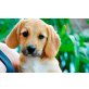 Cooper , Dackel Labrador? Mischung  Welpen - Rüde