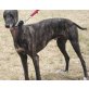 Cooper, Galgo Espanol-Mix - Rüde