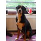 Cooper, Grosser Schweizer Sennenhund - Rüde