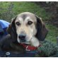 Cooper, Schäferhund Mischling - Rüde