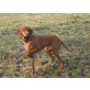 Cooper, Weimaraner - Rüde