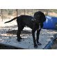 Cooper  -  ein ganz entspannter Familienhund! - Rüde