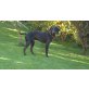 Cooper  -  ein idealer Familienhund! - Rüde